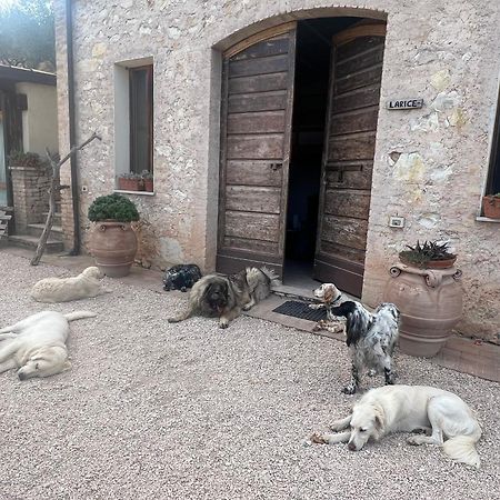 Setterhouseagrihotel Trevi Dış mekan fotoğraf
