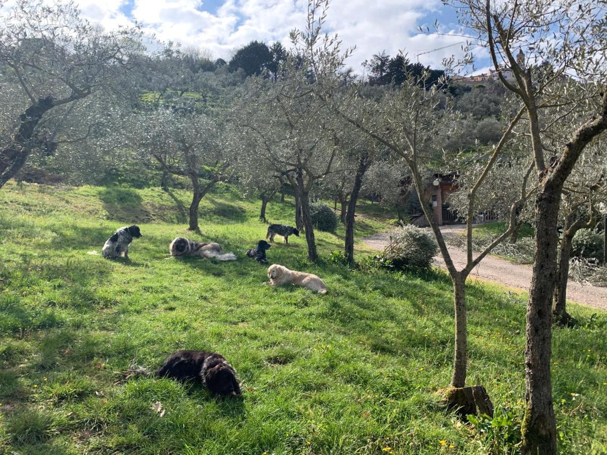 Setterhouseagrihotel Trevi Dış mekan fotoğraf